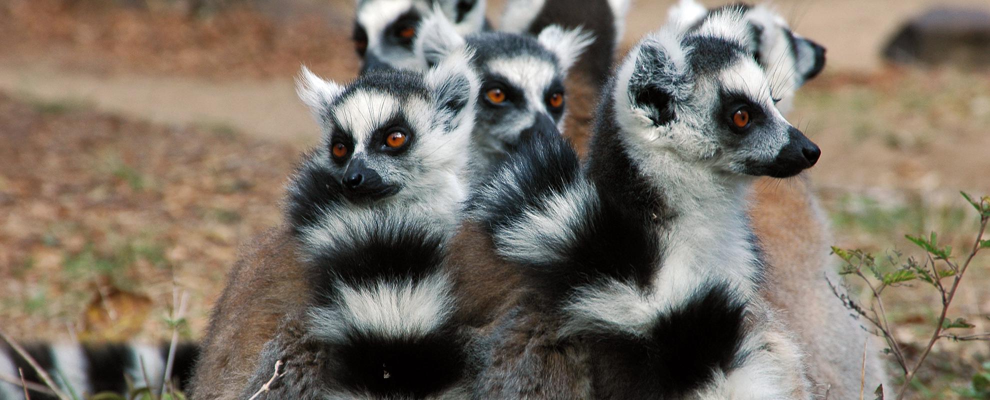 Ringsvansad lemur i Isalo