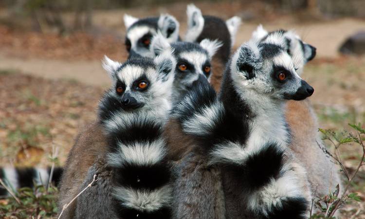 Ringsvansad lemur i Isalo
