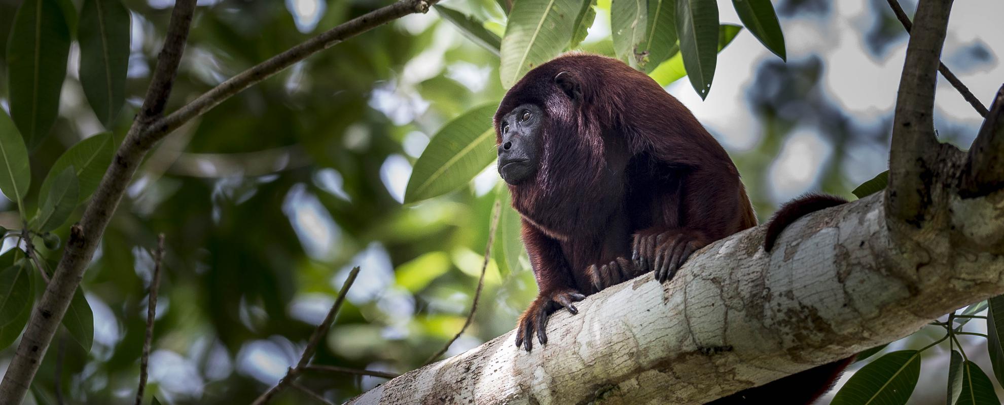 Röd vrålapa i Amazonas