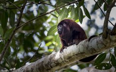 Röd vrålapa i Amazonas