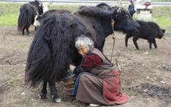 Tibetansk kvinna mjölkar i Sangdui village