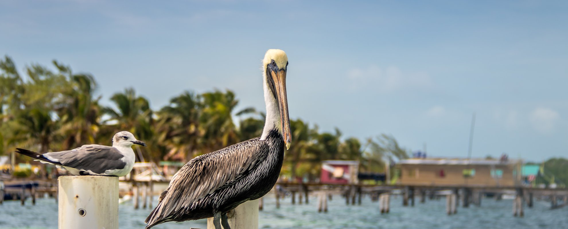 Karibiska ön Caye Caulker