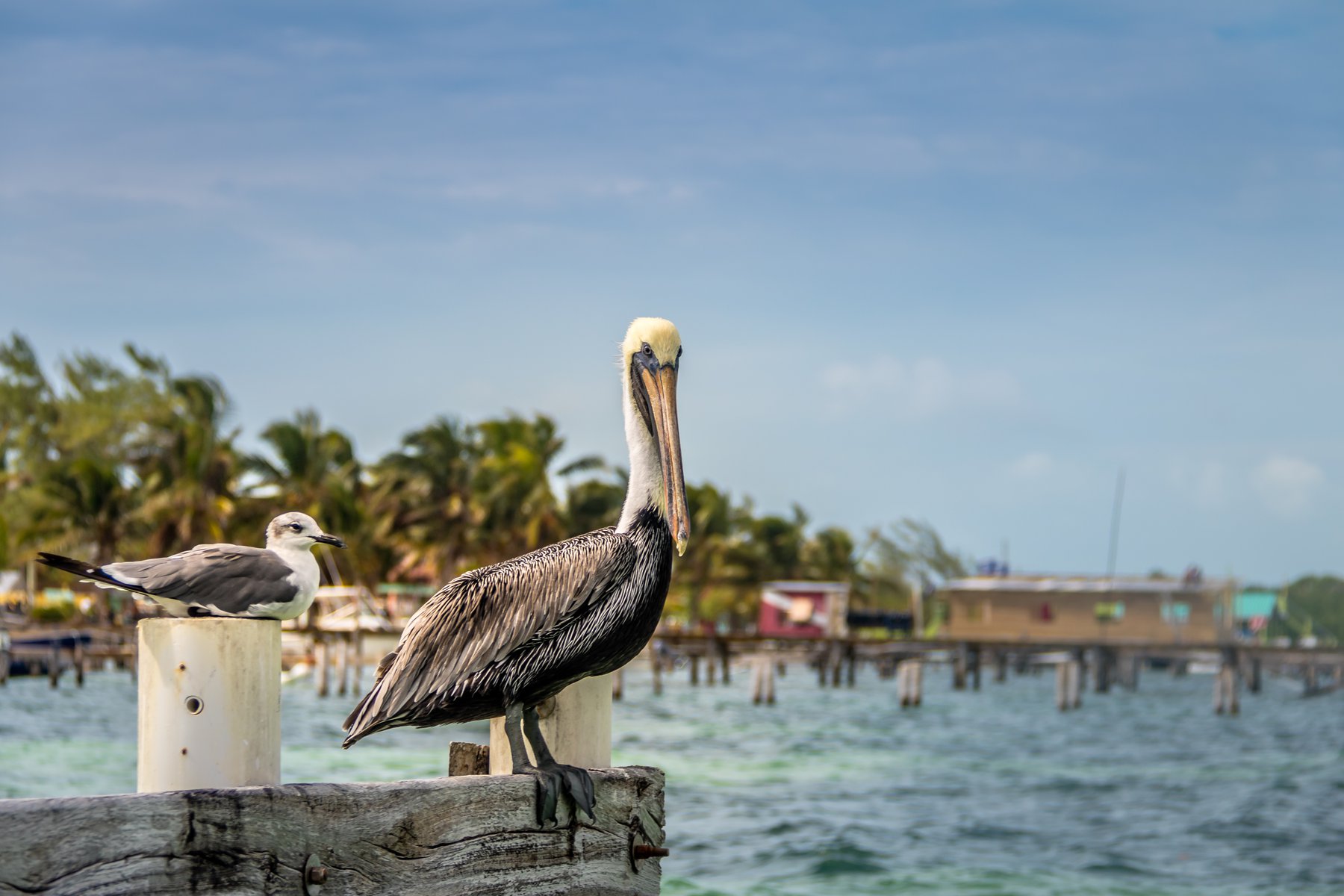 Karibiska ön Caye Caulker