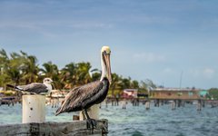 Karibiska ön Caye Caulker