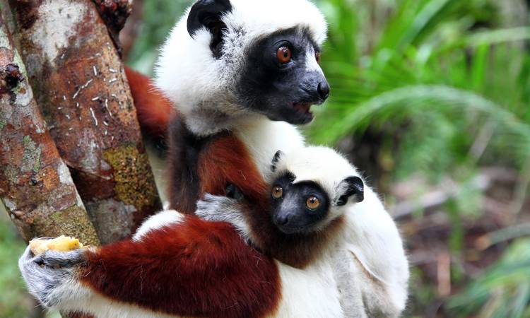 Coquerel´s sifaka