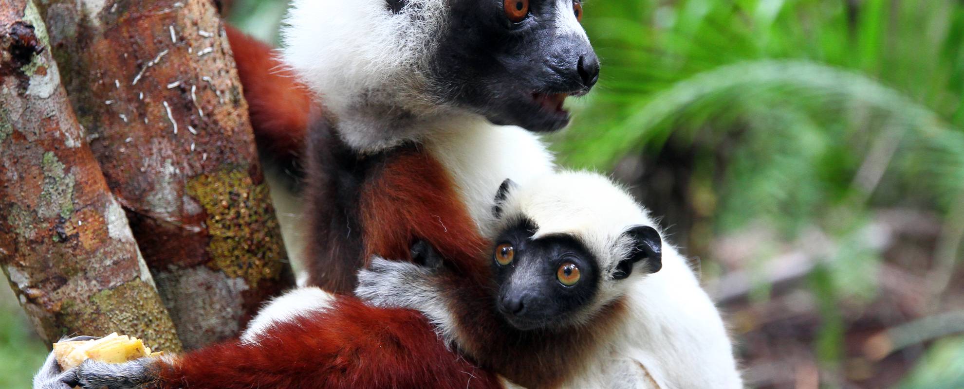 Coquerel´s sifaka