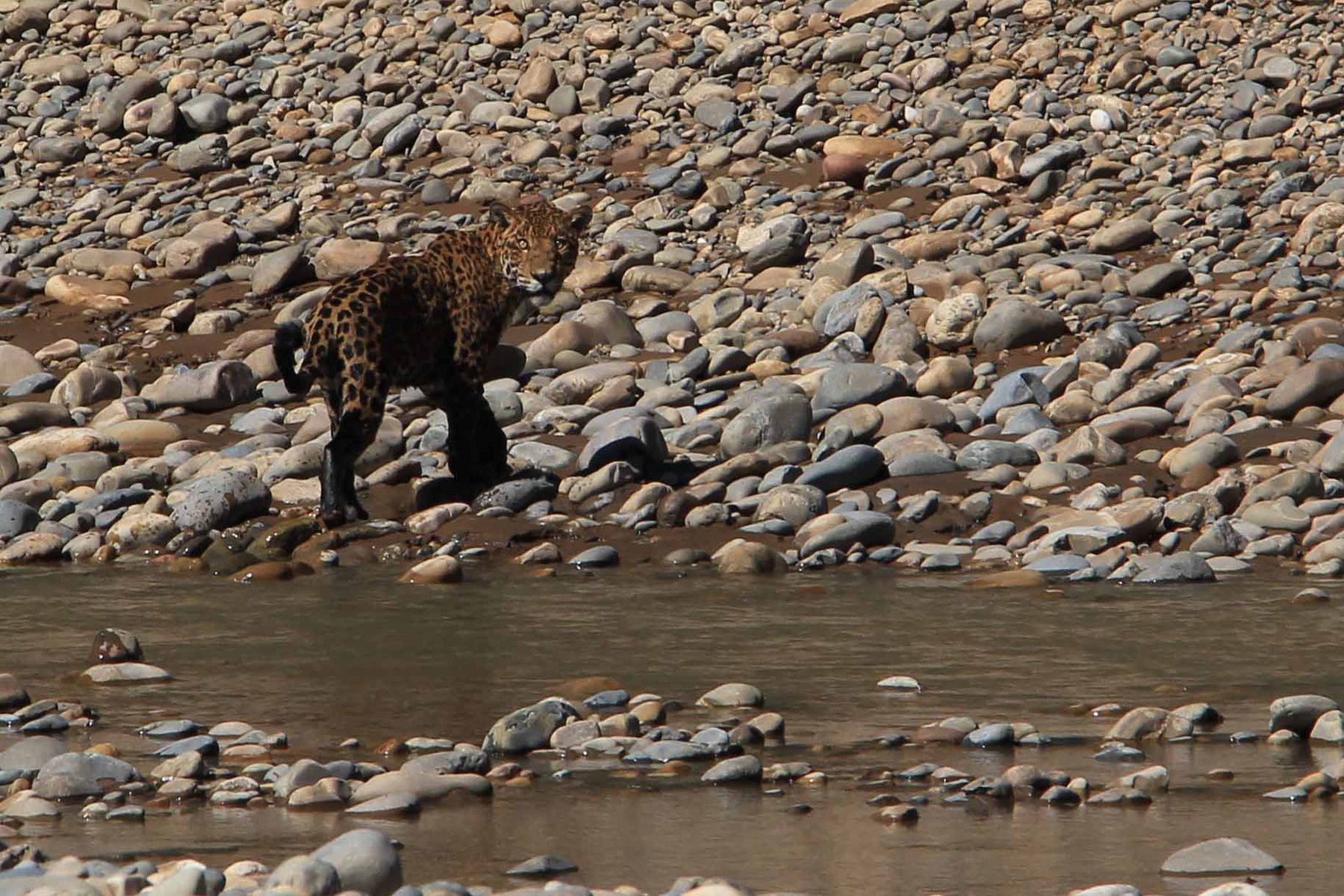 Jaguar vid Rio Tuichi