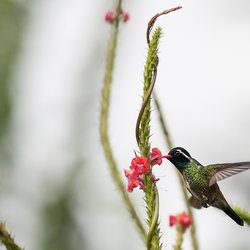 Kolibri i miraflor