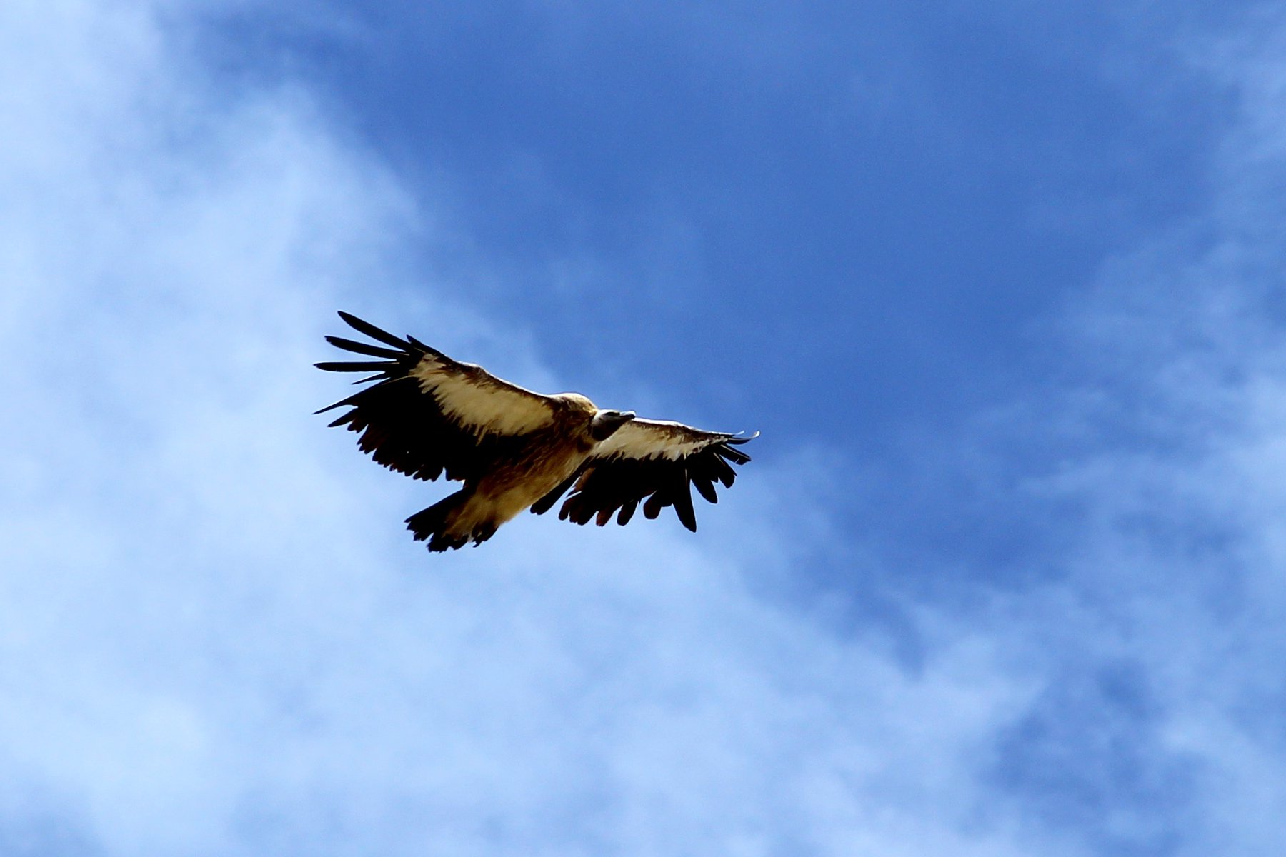 Snögamen finns enbart i Himalaya