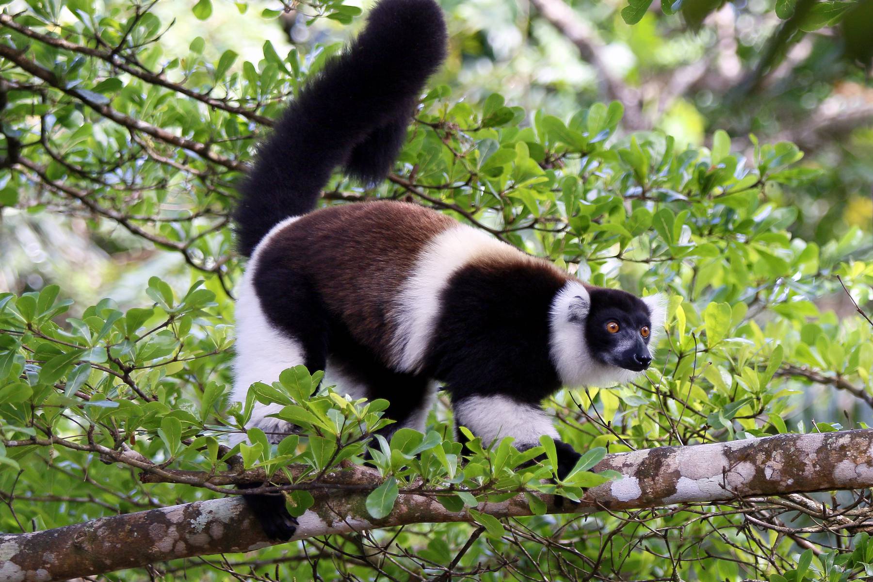 Black-and-White Ruffed Lemur