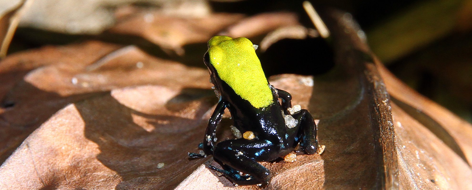 På natten ser du fler djur än på dagen. Här en Mantella