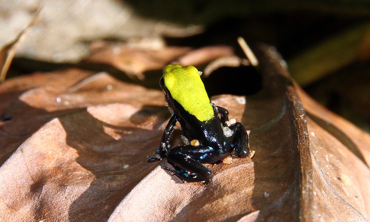 På natten ser du fler djur än på dagen. Här en Mantella