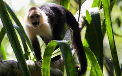 Kapucinapa i Costa Rica