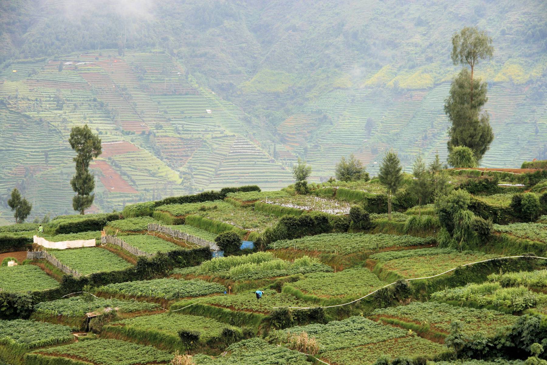 Landsbyggden på Java bjuder på kuperade fält