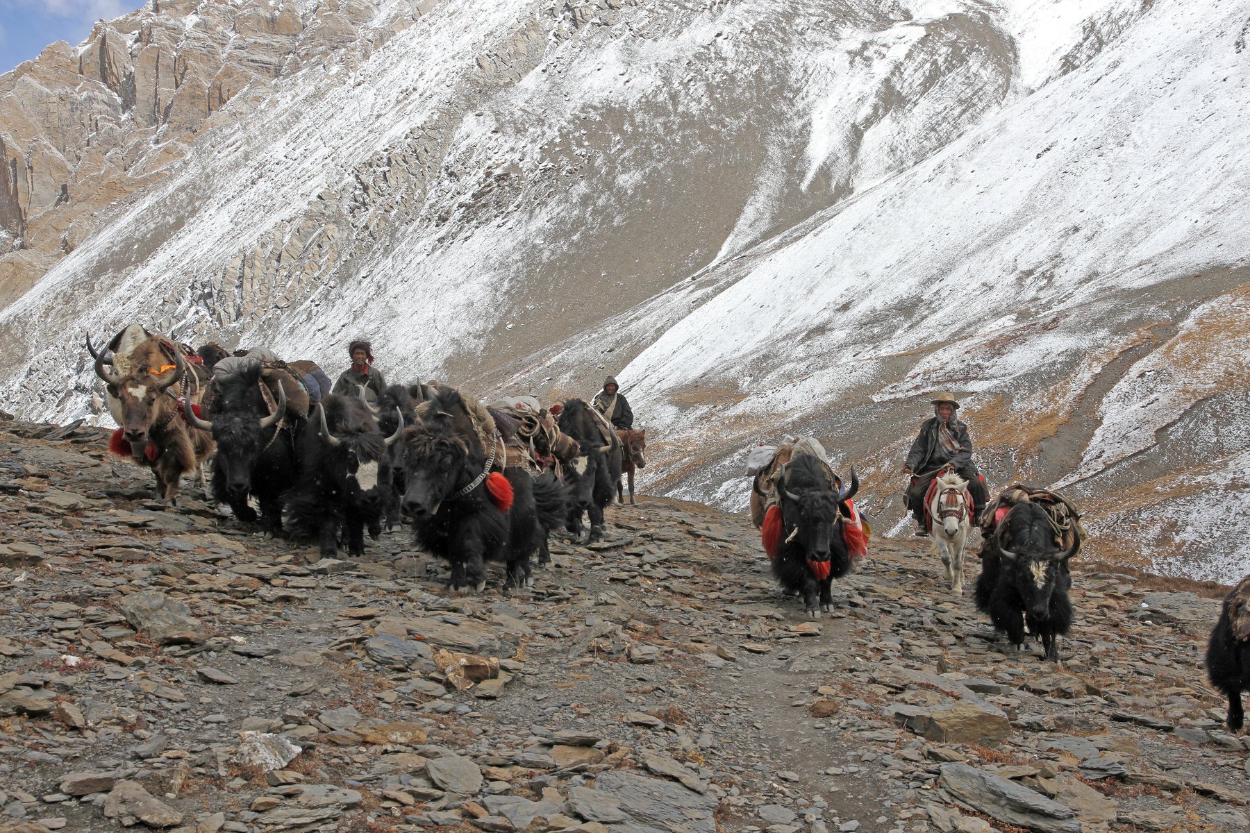 Karavan från tibetanska gränsen tar två veckor till Dunai