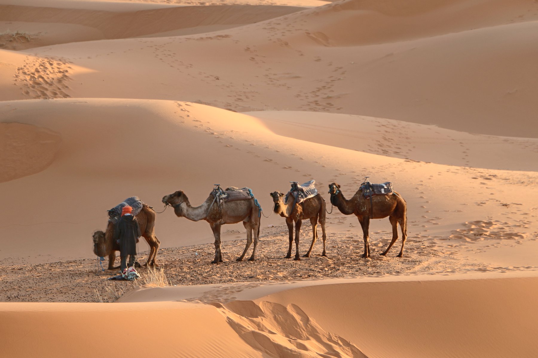 Öknen utanför Merzouga