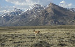 Guacos i Patagonien