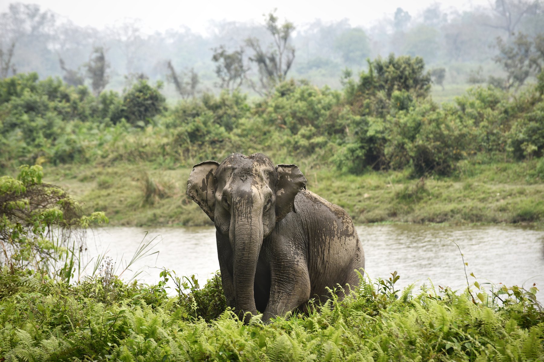 I Kaziranga finns det gott om vilda elefanter