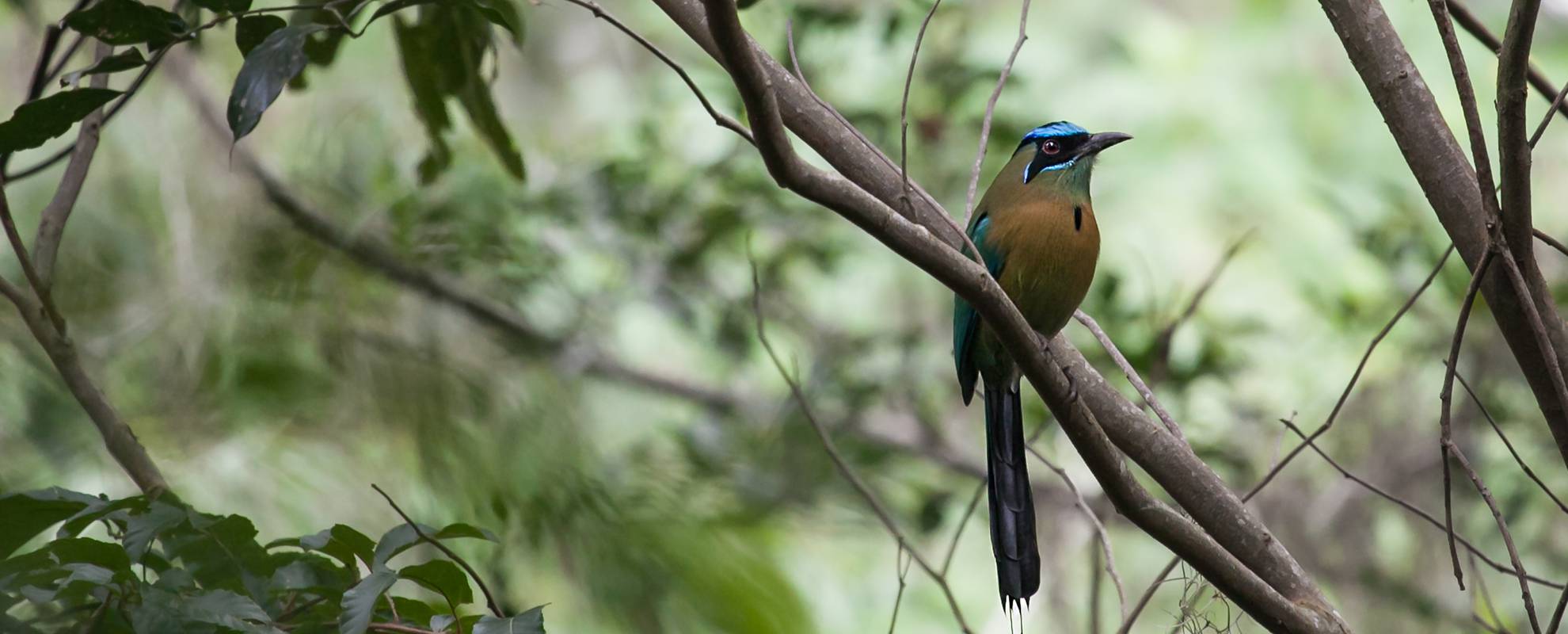 Nicaraguas nationalfågel, turkosbrynad Motmot