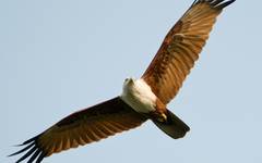 Brahminy kite  ser du på flera ställen under resan