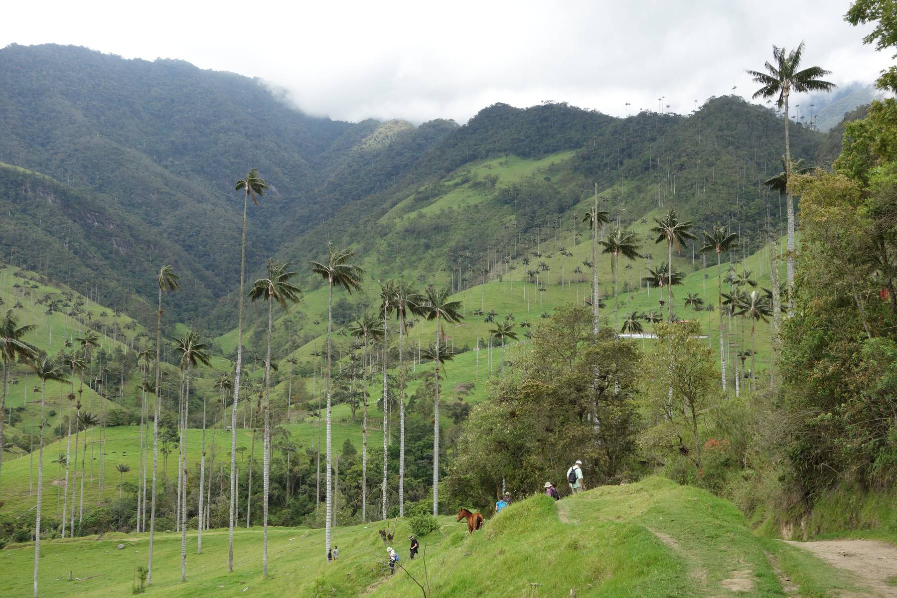 Dagsvandring i Valle de Cocora