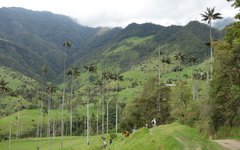 Dagsvandring i Valle de Cocora