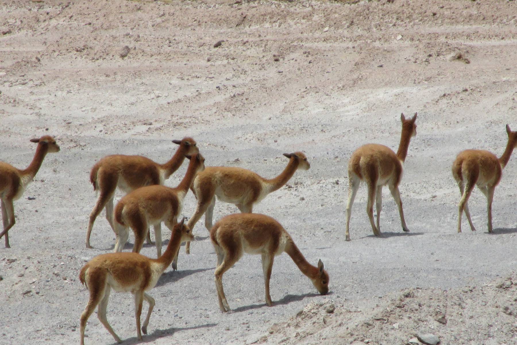 Vicuñas i saltöknen Uyuni