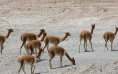 Vicuñas i saltöknen Uyuni