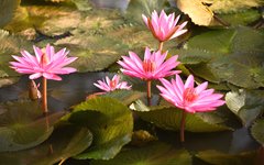 Lotusblomman är vanligt förekommande i Kerala