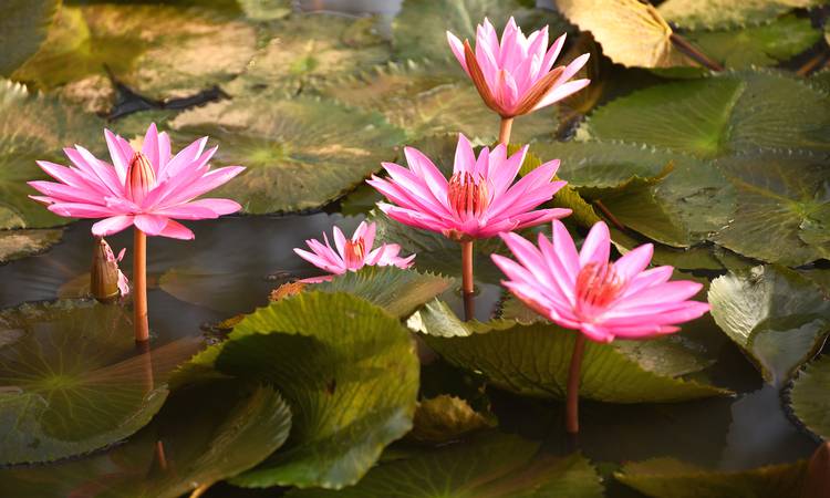 Lotusblomman är vanligt förekommande i Kerala
