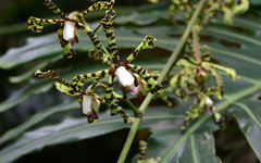 Soroa är känt för sina orkidéer