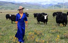 En tibetansk nomad med sina jakar i Litang