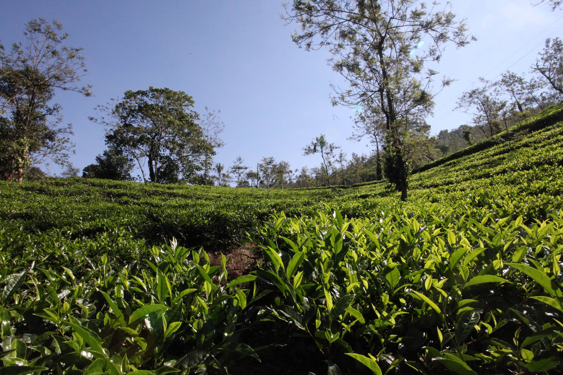 Teplantage vid Munnar