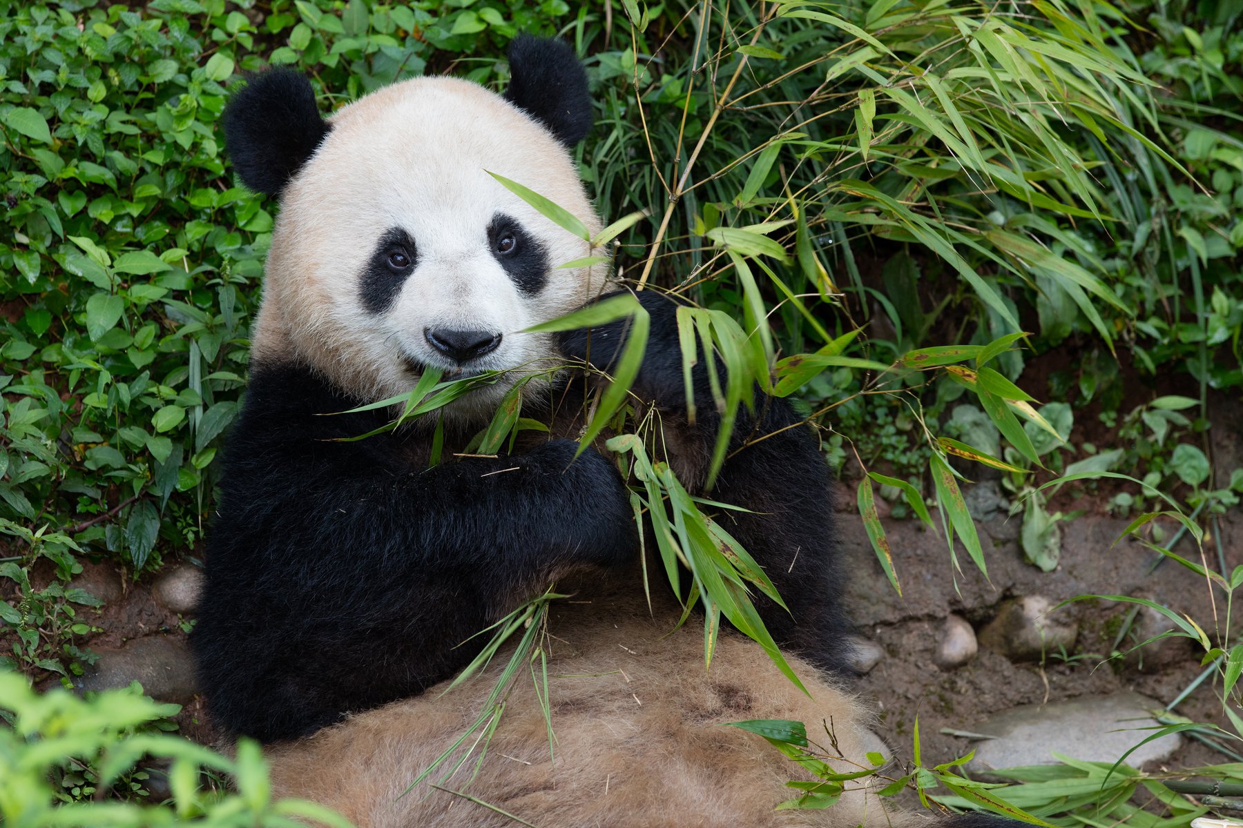 Jättepanda äter bambu i pandaparken Bifengxia