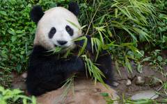 Jättepanda äter bambu i pandaparken Bifengxia