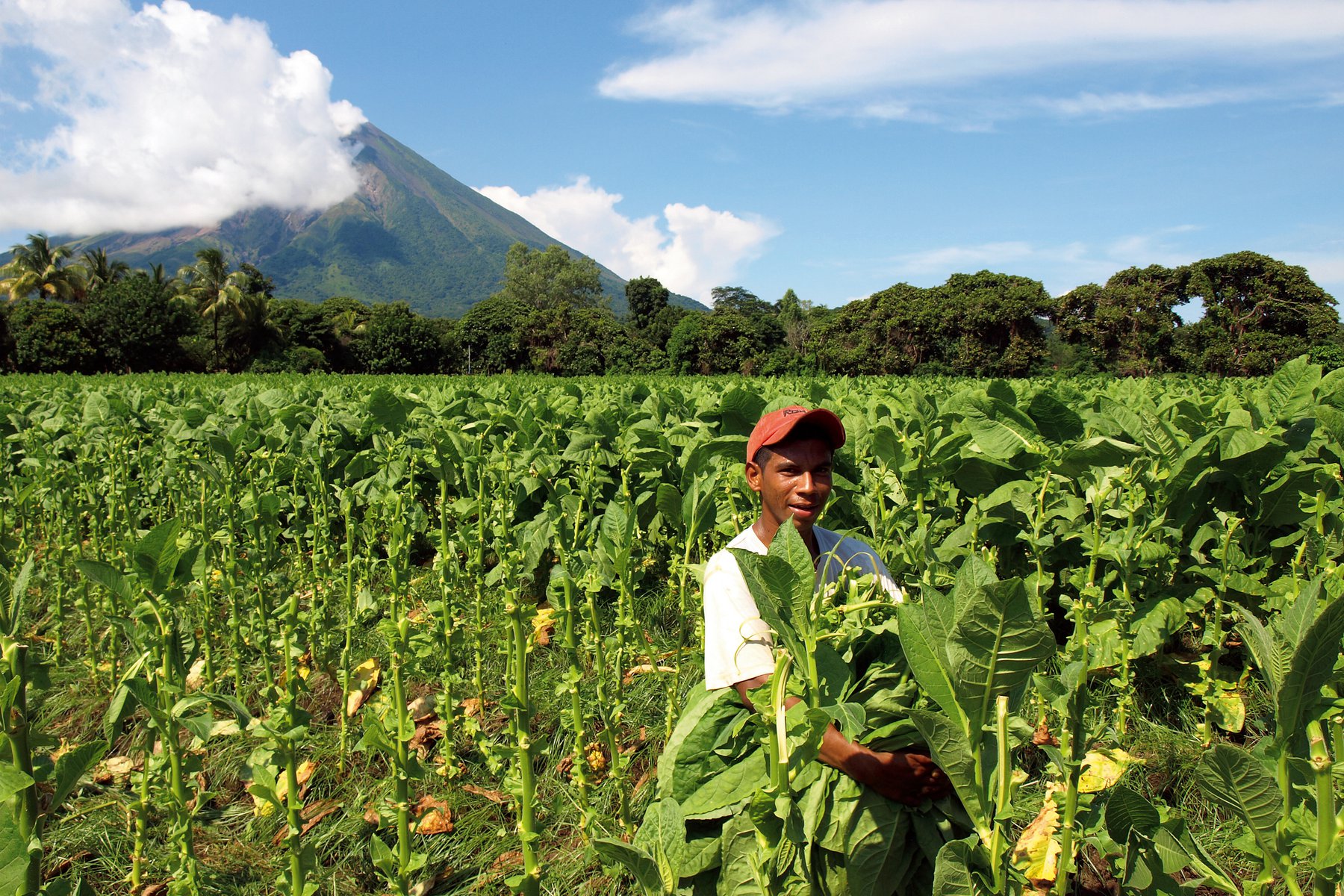 Skörd av tobak på ön Ometepe i Nicaraguasjön