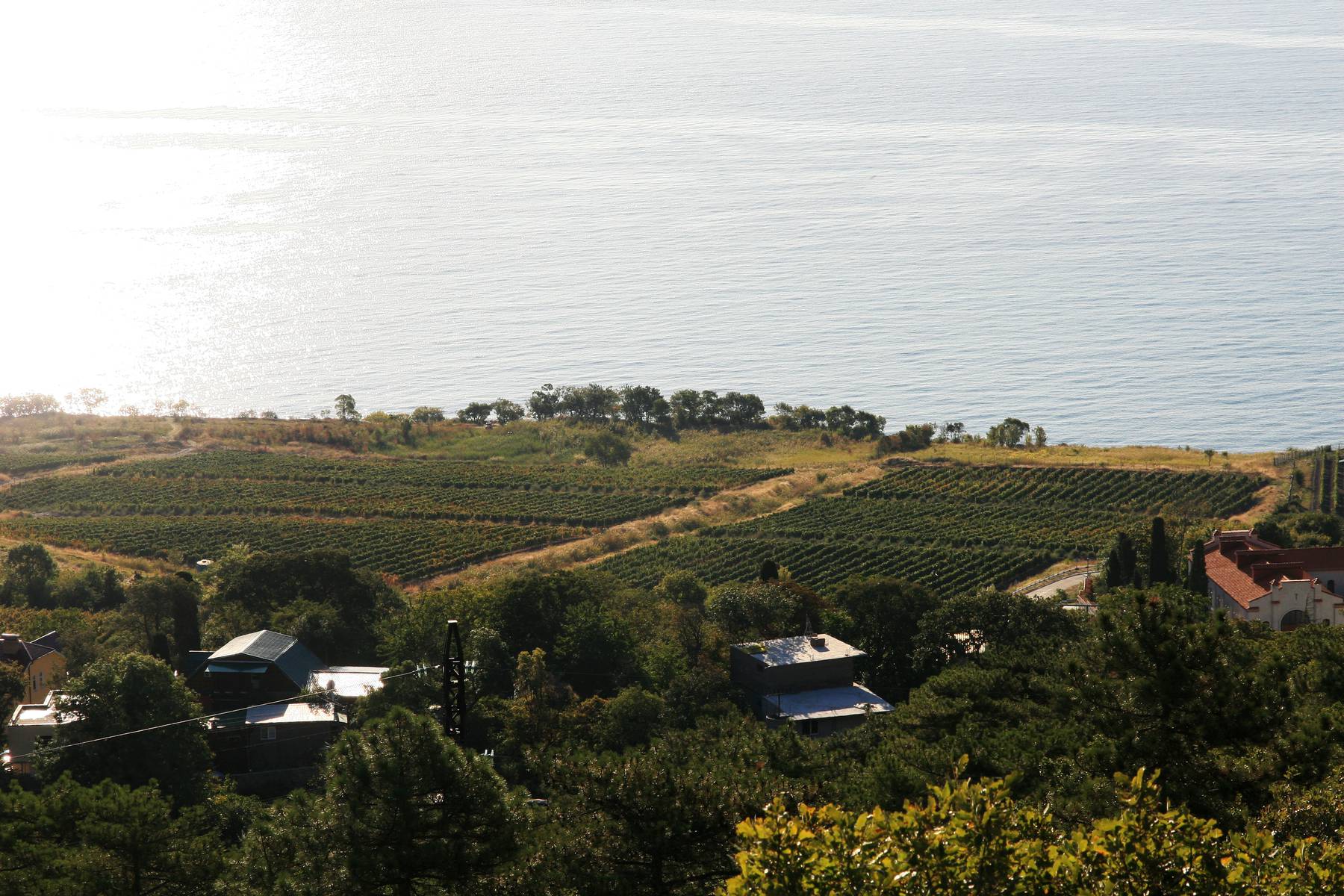 Vinstockarna odlas på bergssidorna ner mot Svarta Havet