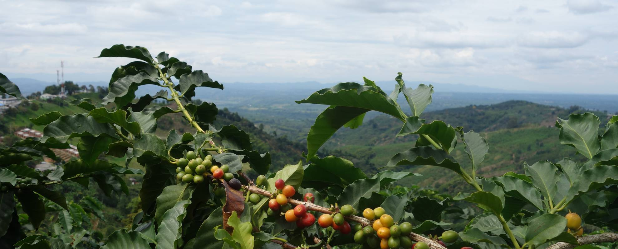 Colombia är världens tredje största kaffeexportör