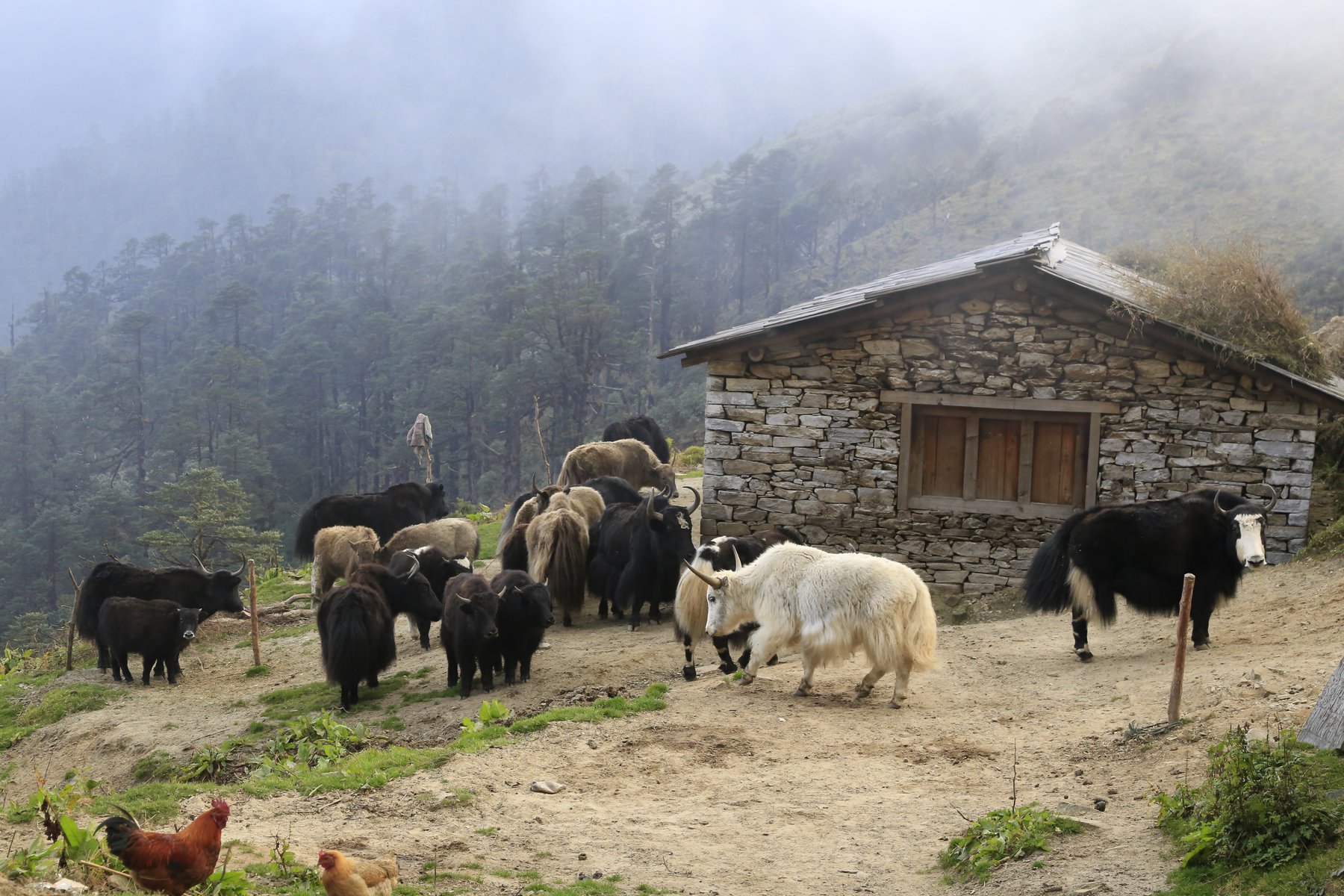 Jakar i Jase Bhanjyang