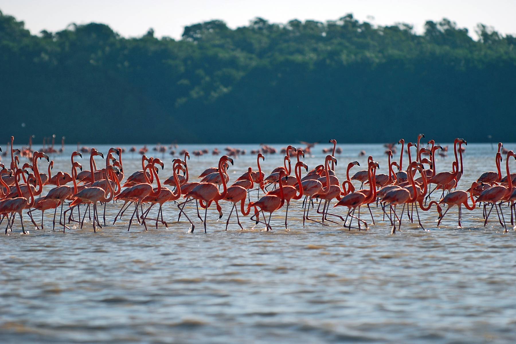 Rosa flamingos i Ría Celestún