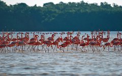 Rosa flamingos i Ría Celestún