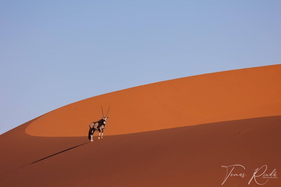 Oryx i Sossusvleis saltöken. Foto: Tomas Rindå.