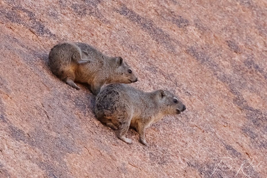 Kapjordekorrar i Spitzkoppe. Foto: Tomas Rindå.