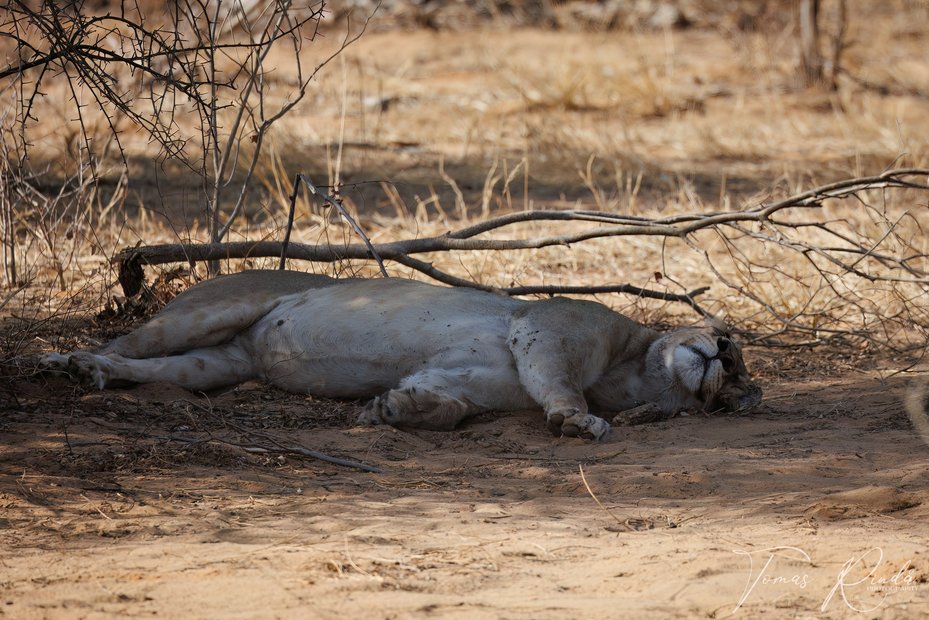 Lejon i Etosha nationalpark. Foto: Tomas Rindå.