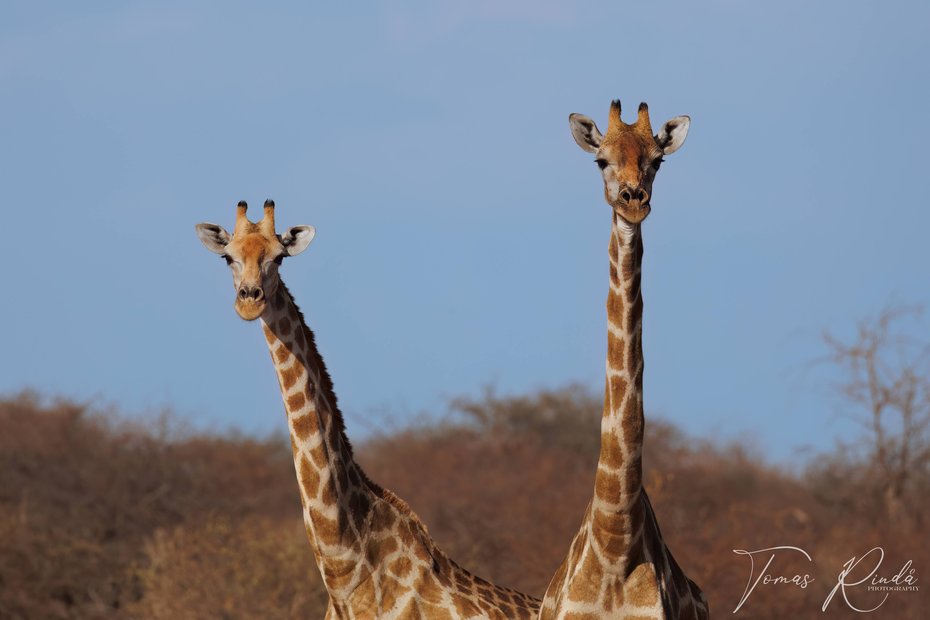 Nyfikna giraffer i Etosha nationalpark