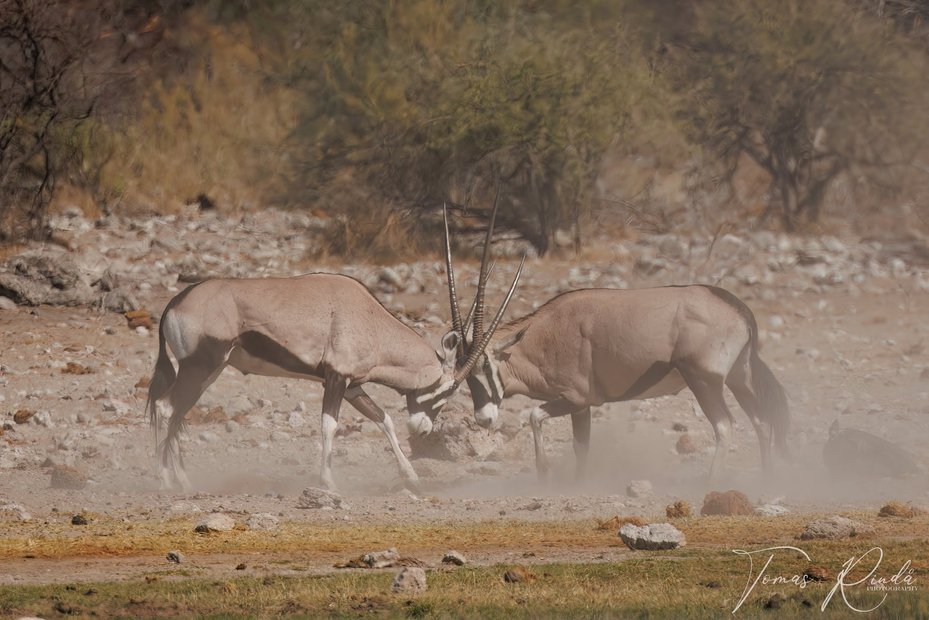 Slagsmål i Etosha nationalpark. Foto: Tomas Rindå.