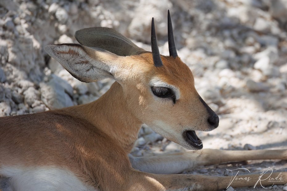 En liten invånare i Etosha nationalpark. Foto: Tomas Rindå.