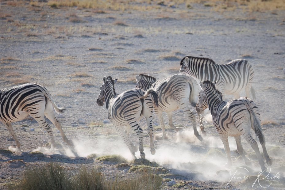 Zebror i Etosha nationalpark. Foto: Tomas Rindå.