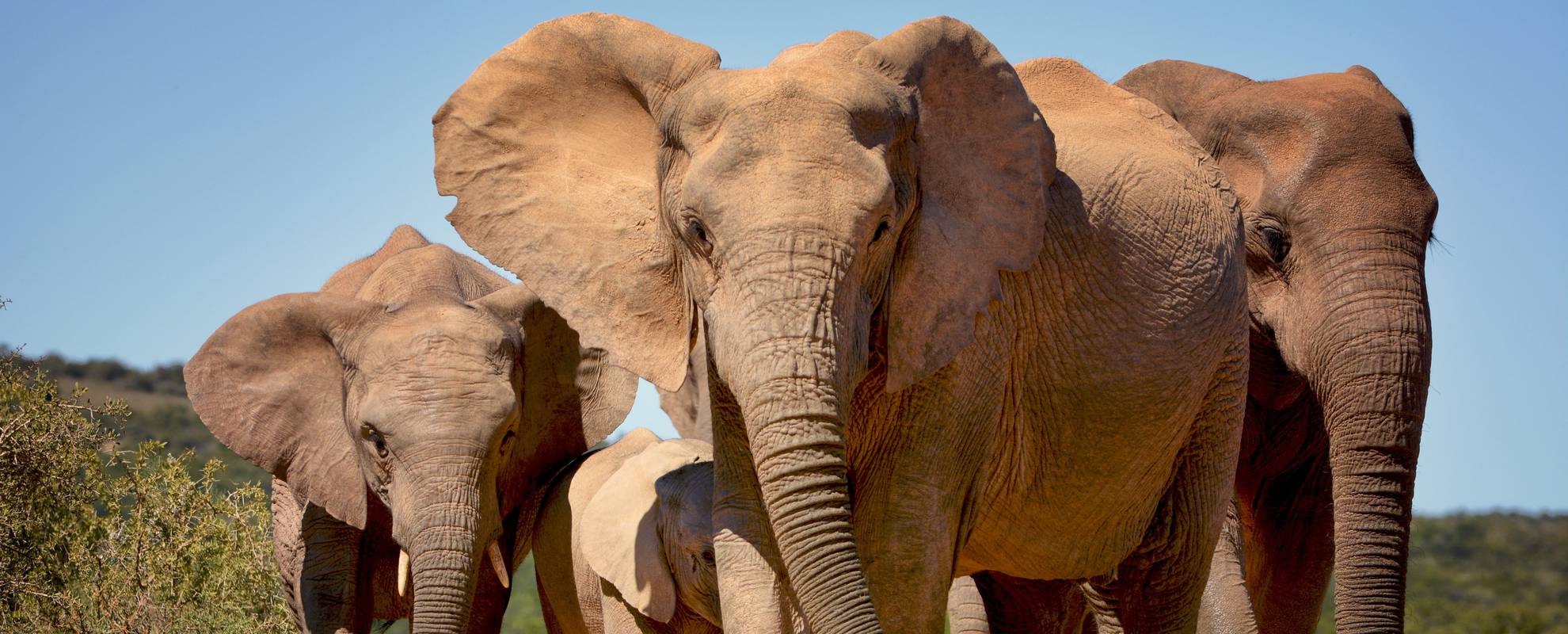 Addo nationalpark och dess mäktiga elefanter