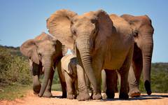 Addo nationalpark och dess mäktiga elefanter